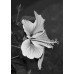 Hibiscus Fragilis