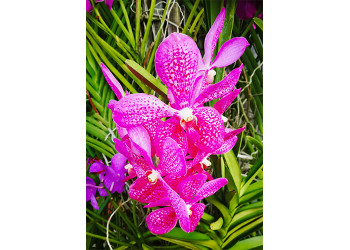 Pink Vanda Orchid
