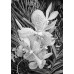 Rosa vanda orkidé