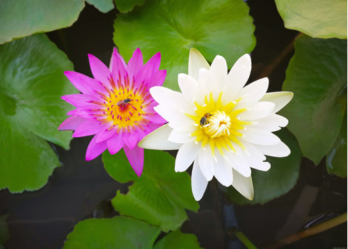 Egyptisk vit och rosa lotus